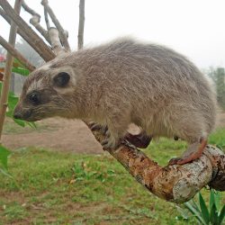 Beecroft'sTreeHyrax (1)