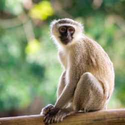 Vervet_Monkey_(Chlorocebus_pygerythrus)